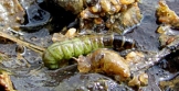 Caddisfly Larva