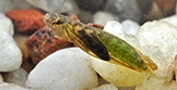 Caddisfly Pupa