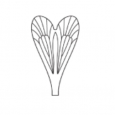 Caddisfly Wings
