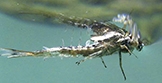 Mayfly Emerger