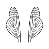 SCSFW1