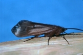 Tie Caddisfly Adult 2