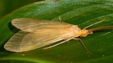 Tie Caddisfly Adult 4