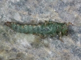 Tie Caddisfly Larva 2
