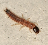 Tie Caddisfly Larva 4