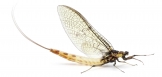 Tie Mayfly Dun 0