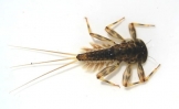 Tie Mayfly Nymph 4