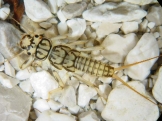 Tie Stonefly Nymph 3