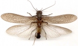 Tie Stonefly Spent 2