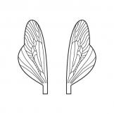 Wings for Spent Insect of Caddisfly  and Stoneflies
