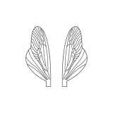 Ailes réalistes des Caddisfly et Stonefly Epuisé  <br /> Neutre SPW-2-N