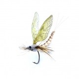 Mayfly Adult