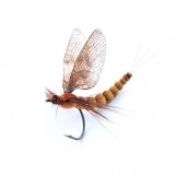 Mayfly Adult