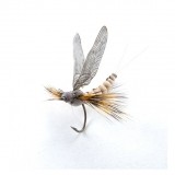 Mayfly Adult