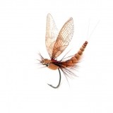 Mayfly Adult