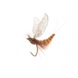 Mayfly Adult