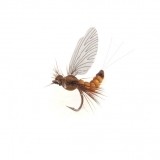 Mayfly Adult