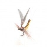 Mayfly Adult