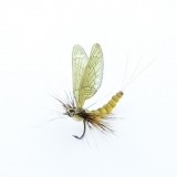 Mayfly Adult