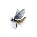 Mayfly Adult