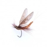 Mayfly Adult