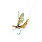 Mayfly Adulto