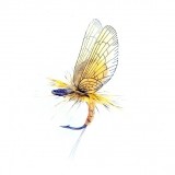 Mayfly Emerger