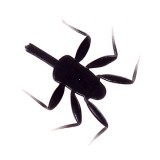 Realistic Legs for Nymph Mayfly <br /> NML-1-BK Black