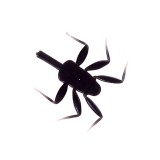Realistic Legs for Nymph Mayfly <br /> NML-2-BK Black