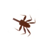 Realistic Legs for Nymph Mayfly <br /> NML-3-BR Brown