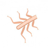 Realistic Legs for Stonefly Nymph <br /> NSL-1-BR Brown