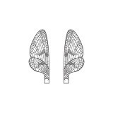 Realistic Mayfly Wings<br /> Neutral