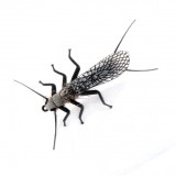 Stonefly Adult