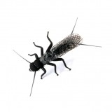 Stonefly Adult