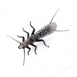 Stonefly Adulto