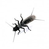 Stonefly Adulto