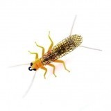 Stonefly Adulto