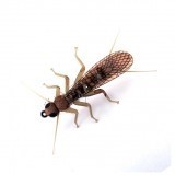 Stonefly Adulto