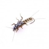 Stonefly Ninfa