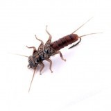 Stonefly Ninfa