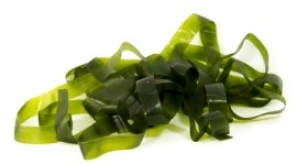 Synthetic Bug Body Stretch <br /> Wide 6 mm BBNL-O
