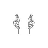 Wings of Spent Caddisfly and Stonefly <br /> Neutral  SPW-4-N