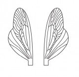 Wings of Spent Caddisfly and Stonefly <br /> Neutral SPW-1-N